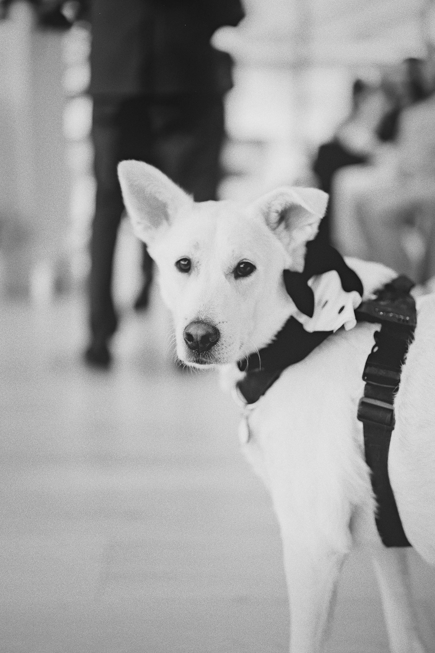 The couple's dog, wearing a tuxedo bandana, watches the proceedings.